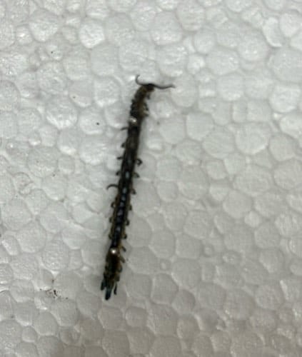 Oruga de Cósida -  larva