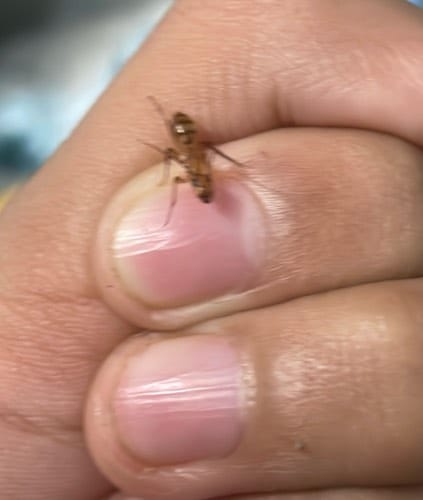 Mosquito -  