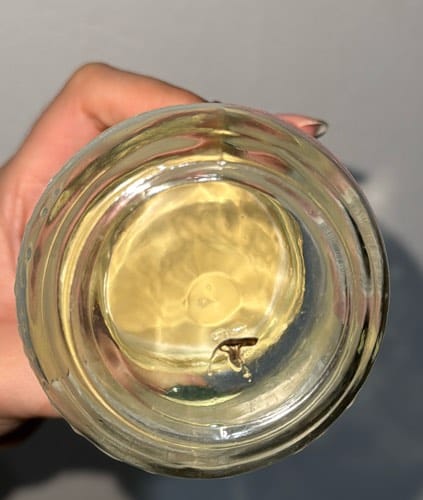 Mosquito Culex - Culex 