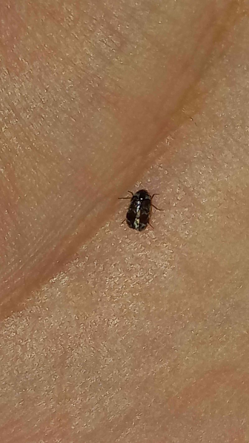 Escarabajo de alfombra - Anthrenus