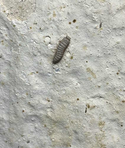 Escarabajos Derméstidos - Dermestes