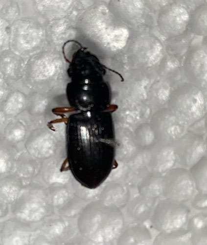 Escarabajo saltador -  luridus