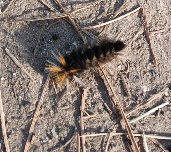 Oruga de lana (Erebidae Pyrrharctia isabella) - Pyrrharctia isabella