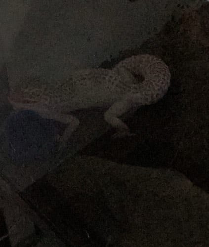 Geco leopardo - Eublepharis macularius