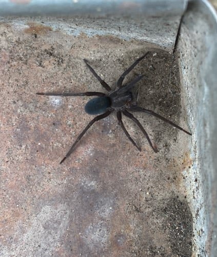 Araña casera del sur - Kukulcania hibernalis