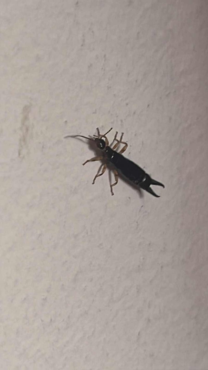 Tijerilla (Forficulidae Forficula sp.) - Forficula 