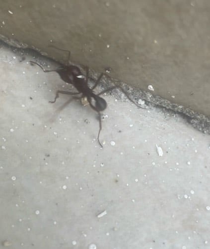 Hormiga carpentera - Camponotus 