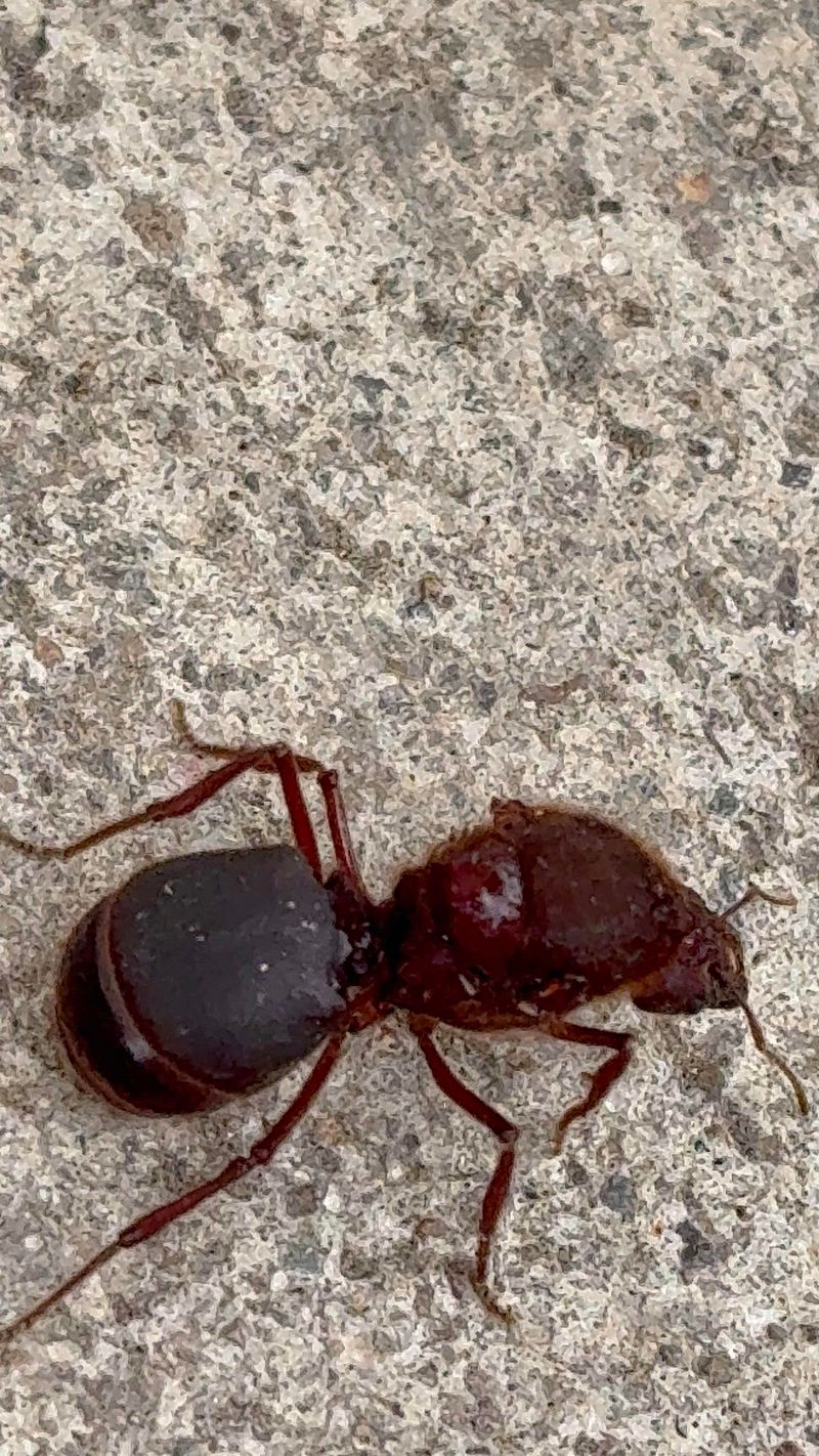 Hormiga roja grande - Formica rufa
