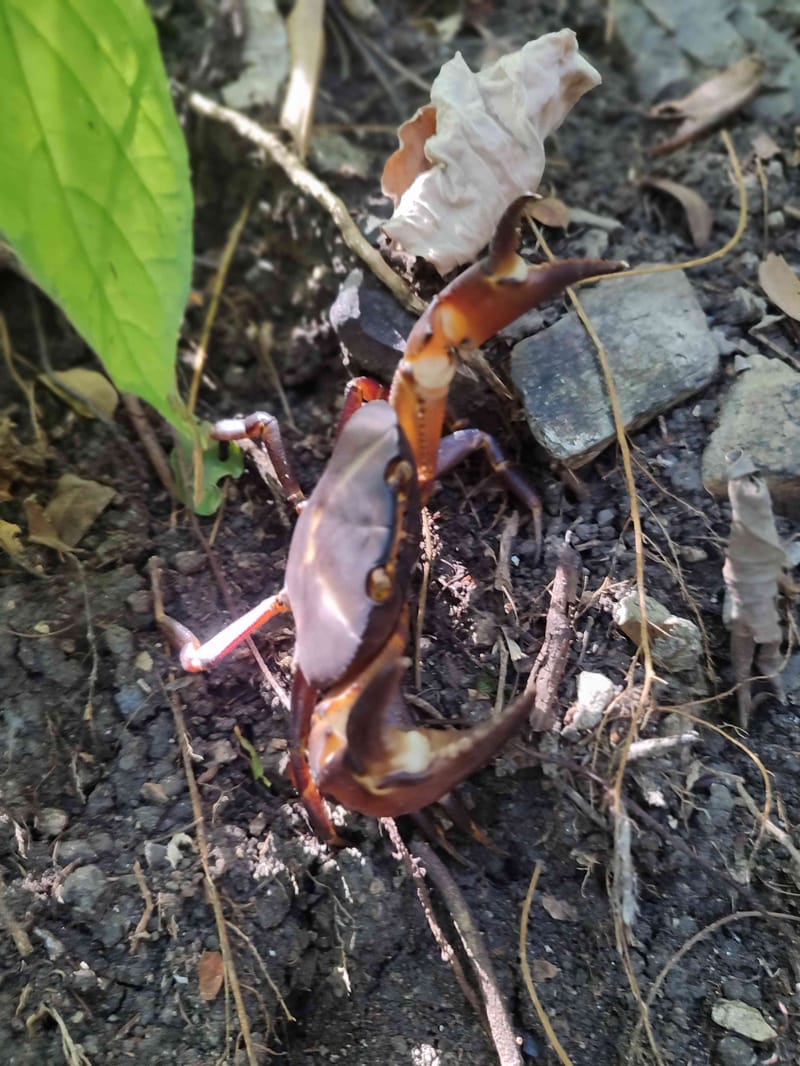 Cangrejo de tierra cuadrado - Gecarcinus quadratus
