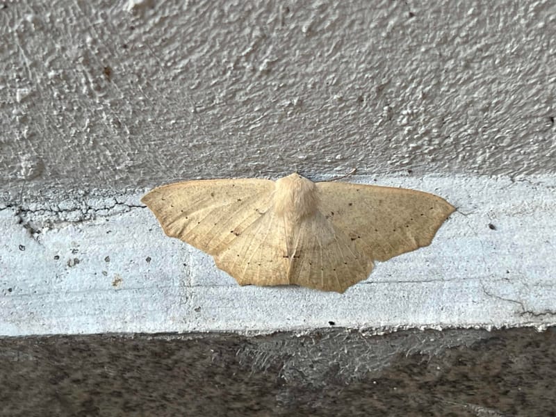 Polilla medidora -  