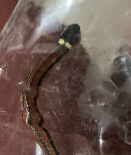 Planaria terrestre o lombriz de tierra plana -  