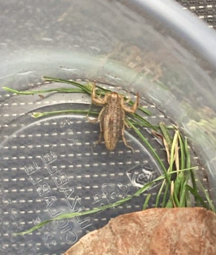 Alacrán cebollero - Gryllotalpa 