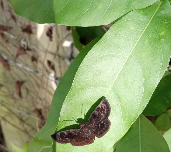 Especie de mariposa saltarina - Panoquina 