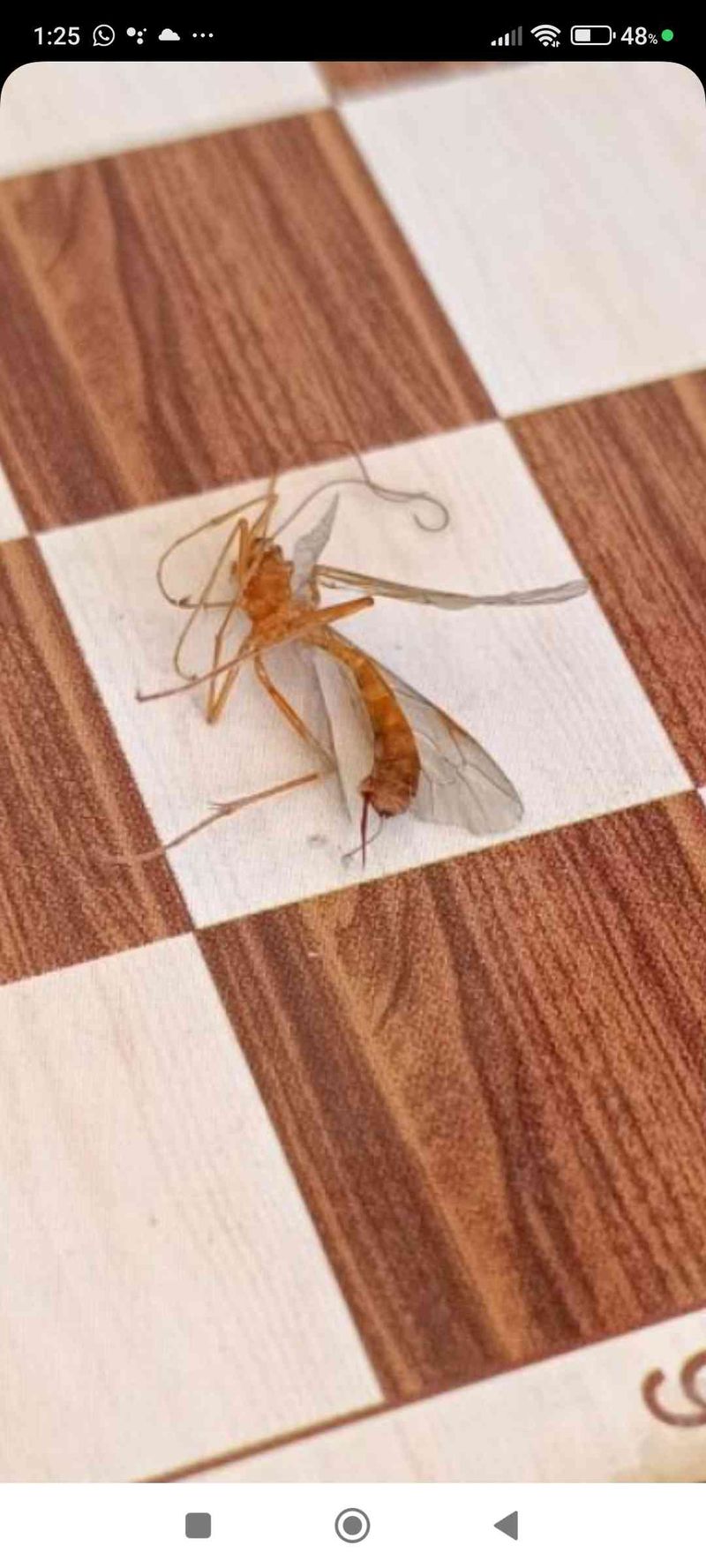 Avispa Ichneumón -  
