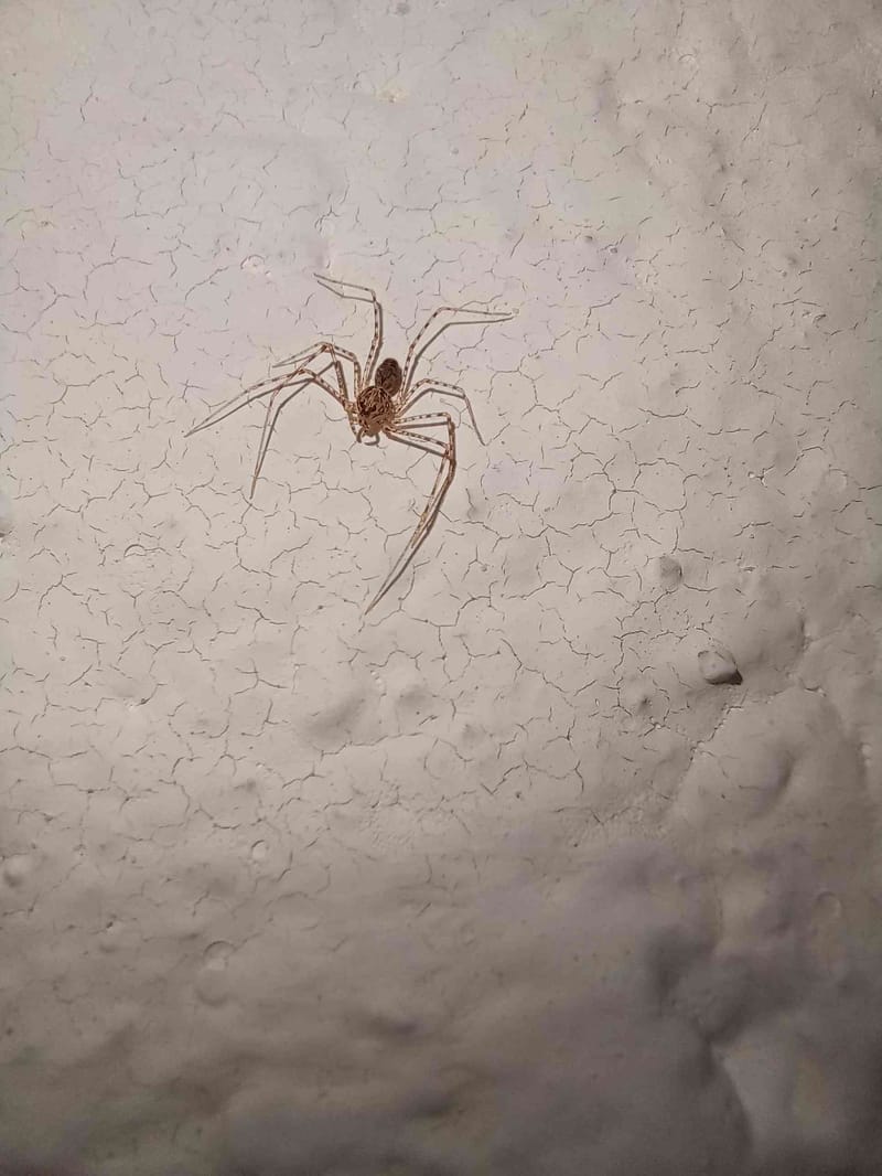 Araña linífida nigriceps - nigriceps