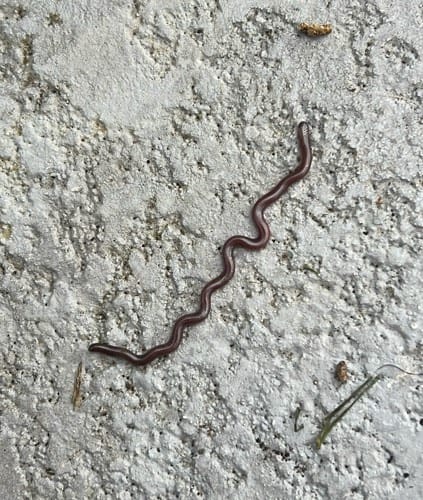 Lombriz de tierra grande - Lumbricus terrestris