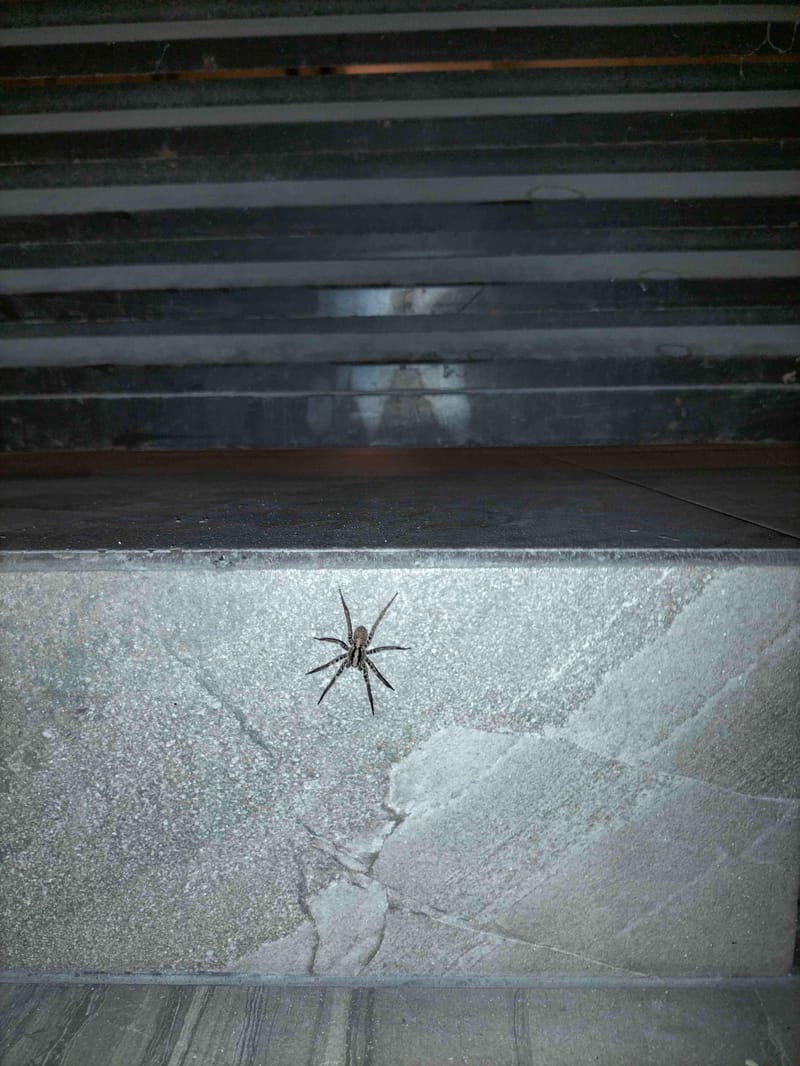 Araña Lobo - Hogna 