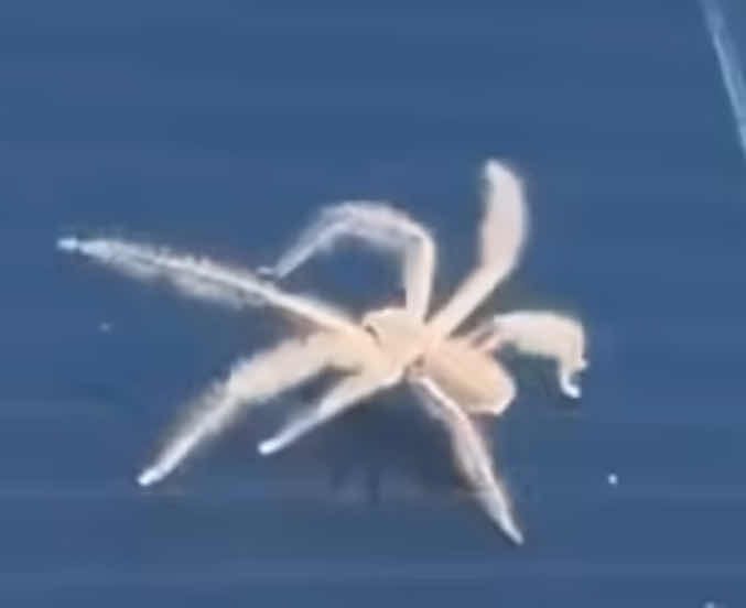 Araña lobo - Pardosa 