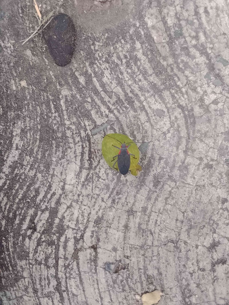 Chinche de campo -  