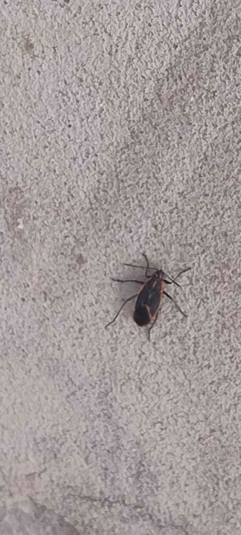 Chinche de semilla gigante -  pseudomyrmecorum