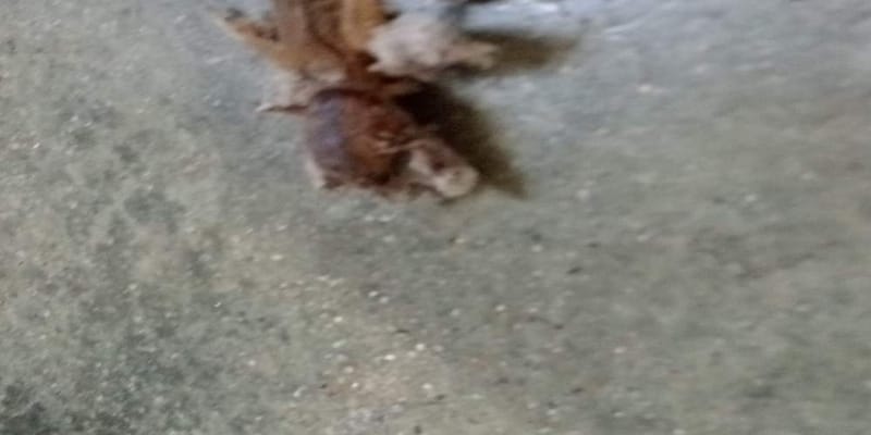 Polilla de franela -  