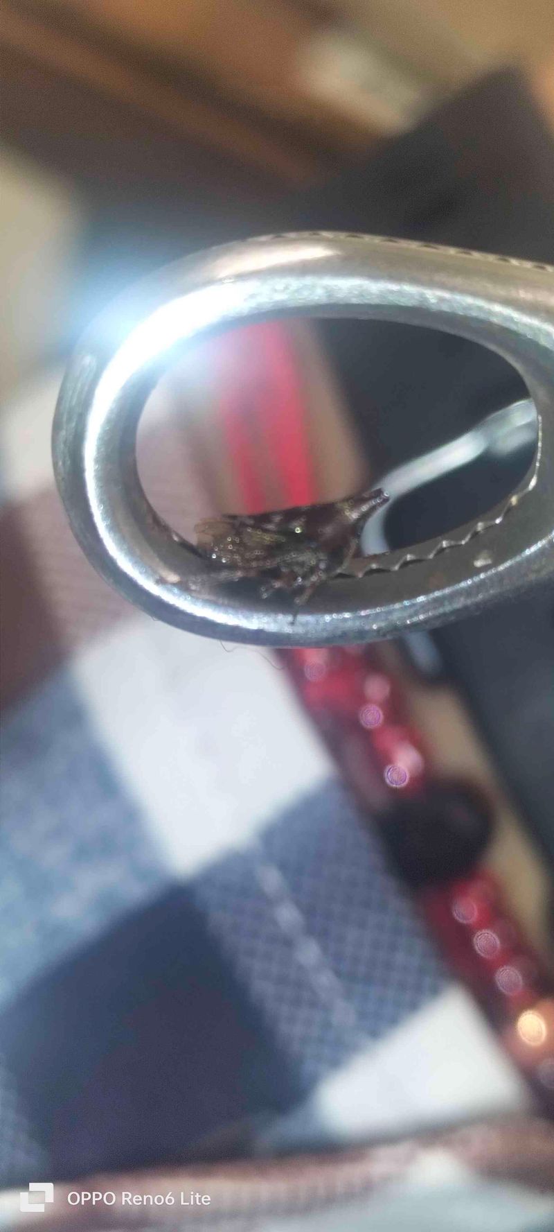 Chichilo enano o saltahojas con antenas en forma de cuerno - Bocydium 