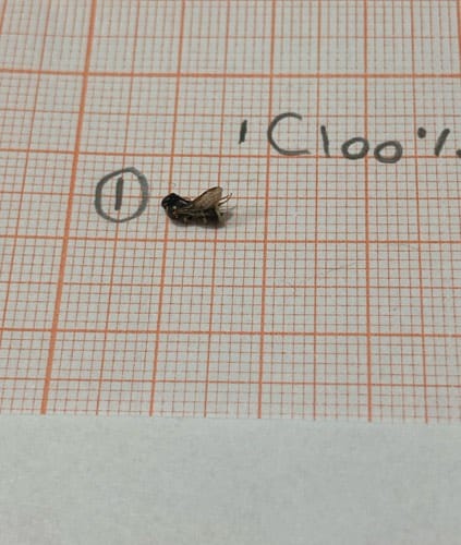 Mosca doméstica -  