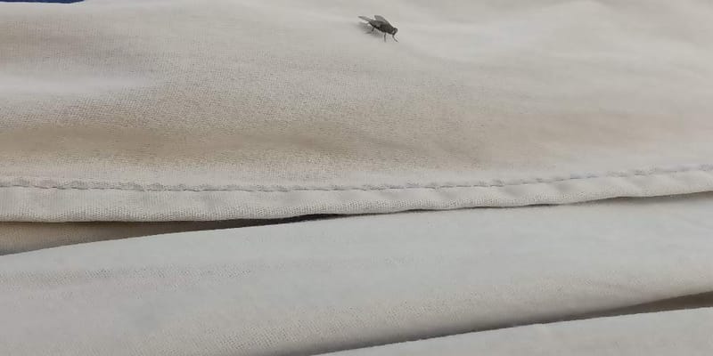 mosca doméstica - Musca undefined