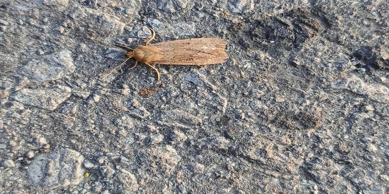 Polilla nocturna -  