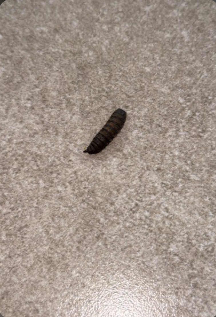 Oruga Noctuida -  caterpillar