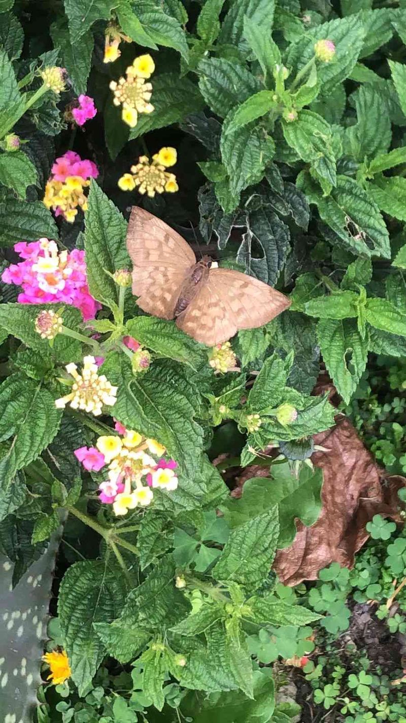 Mariposas ninfálidas -  