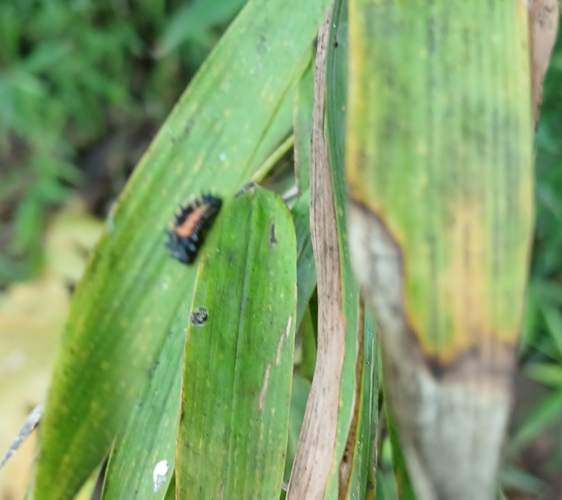 Mariposa Monarca - Danaus 