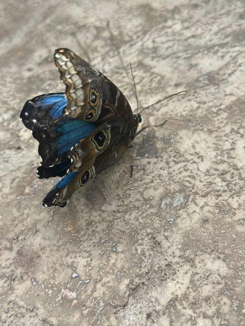 Mariposa Morpho Azul - Morpho peleides