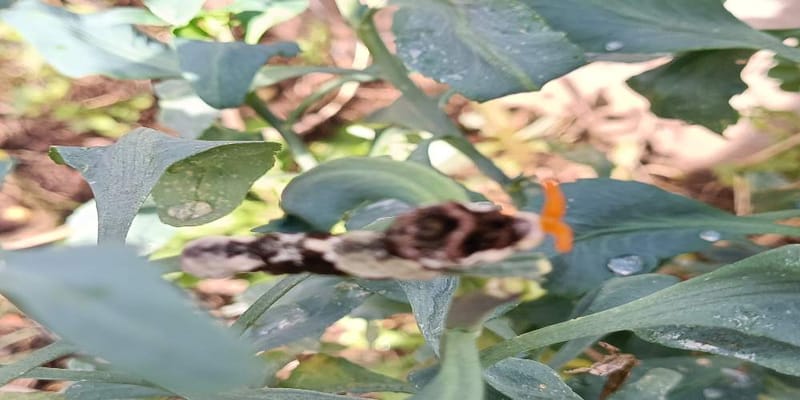 Mariposa Cola de Golondrina - Papilio 