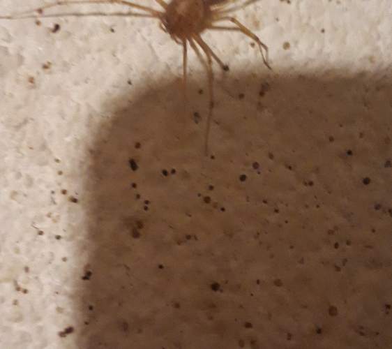 Opiliones -  