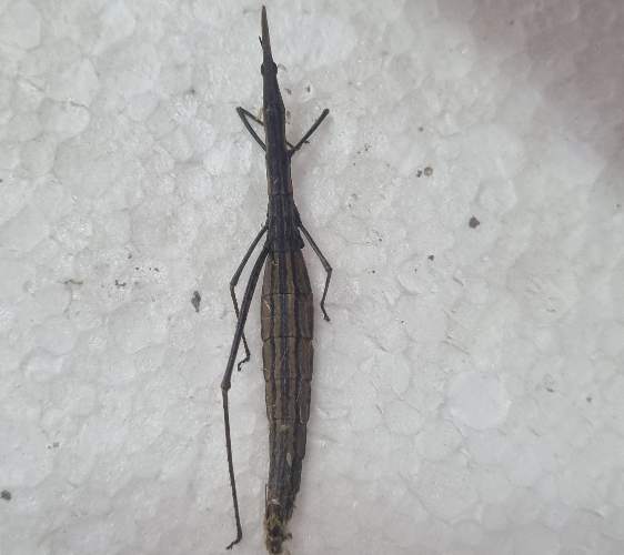 Insecto Palo -  