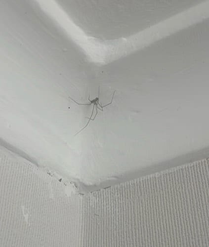 Araña patas largas - phalangium