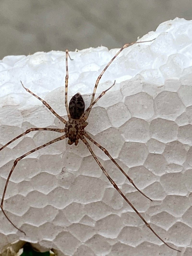 Araña de patas largas - Pholcus 