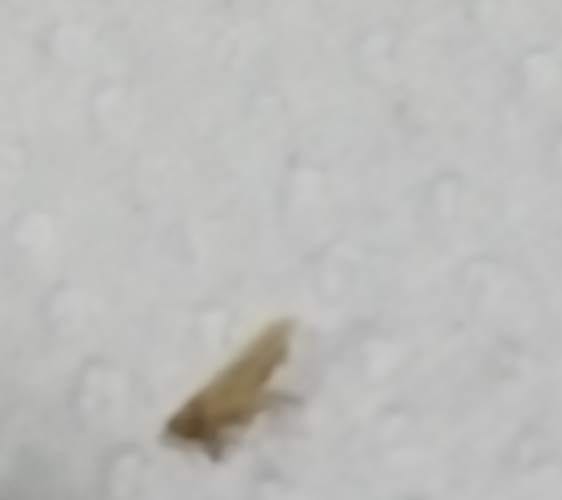 Las mosquitas de los cadáveres -  