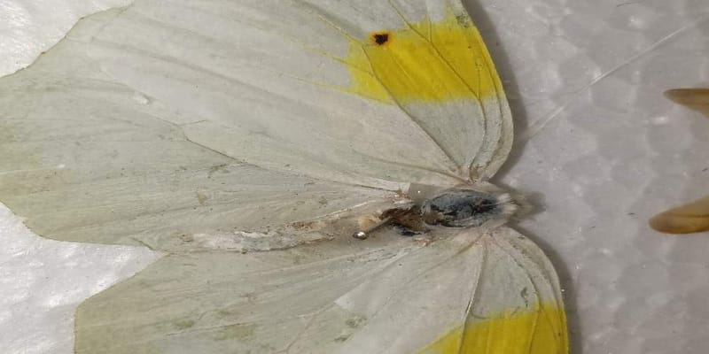 Colias (o Mariposa Azafrán) - Colias 