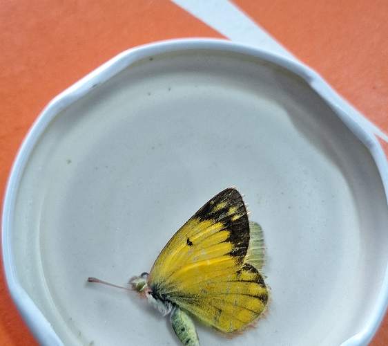 Mariposa de los azufres - Eurema 