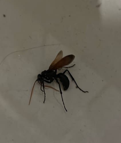 Avispa cazadora de arañas -  