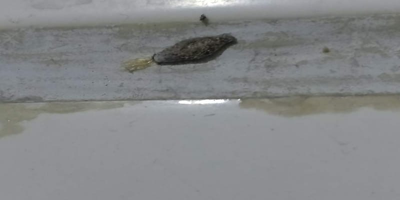 Polilla de la bolsa -  