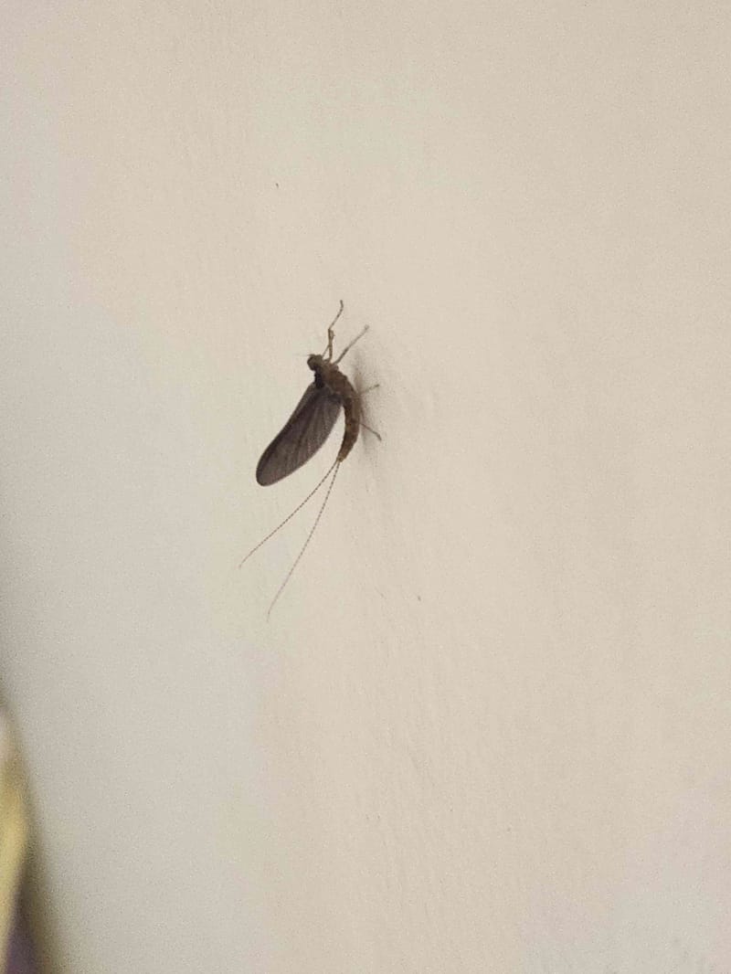 Mosca de los desagües -  