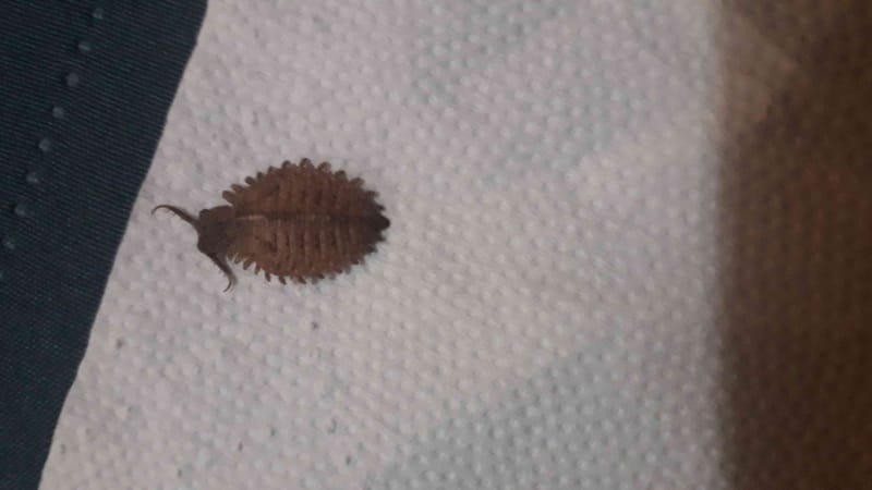Chinche asesina - Triatoma 