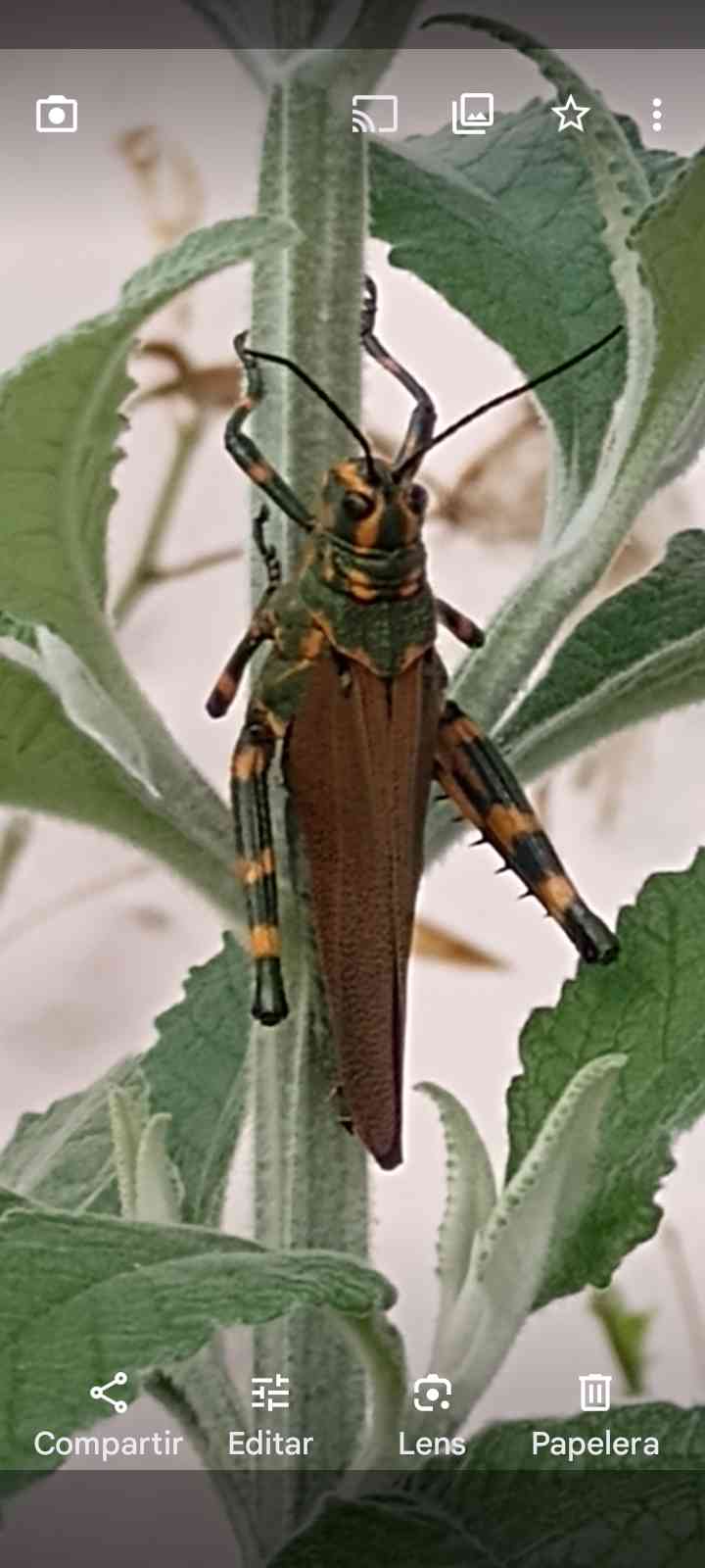 Saltarín gigante -  