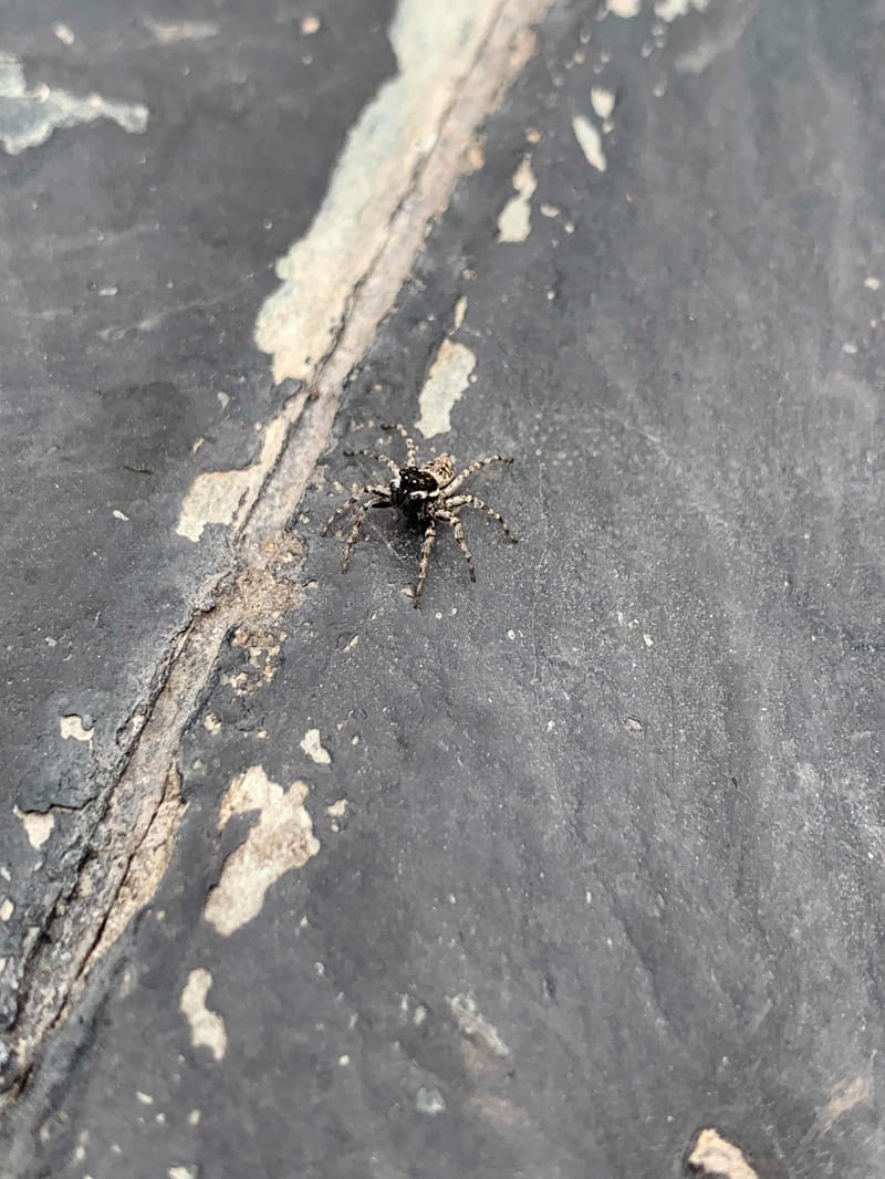 araña saltadora -  