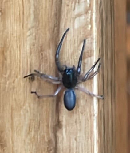 Araña Saltadora Hormiga - Myrmarachne
