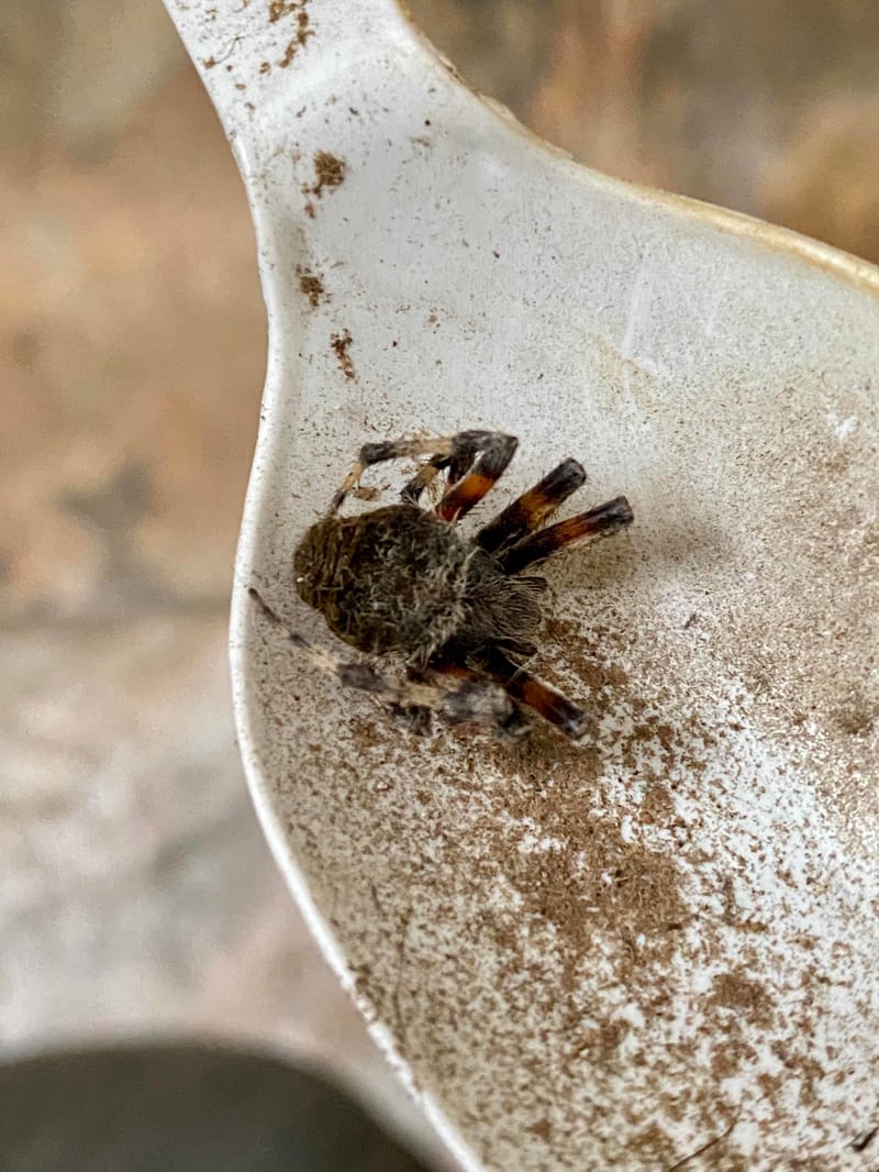 Saltamontes Saltícidos (Pájaro Saltarín) - Phidippus 