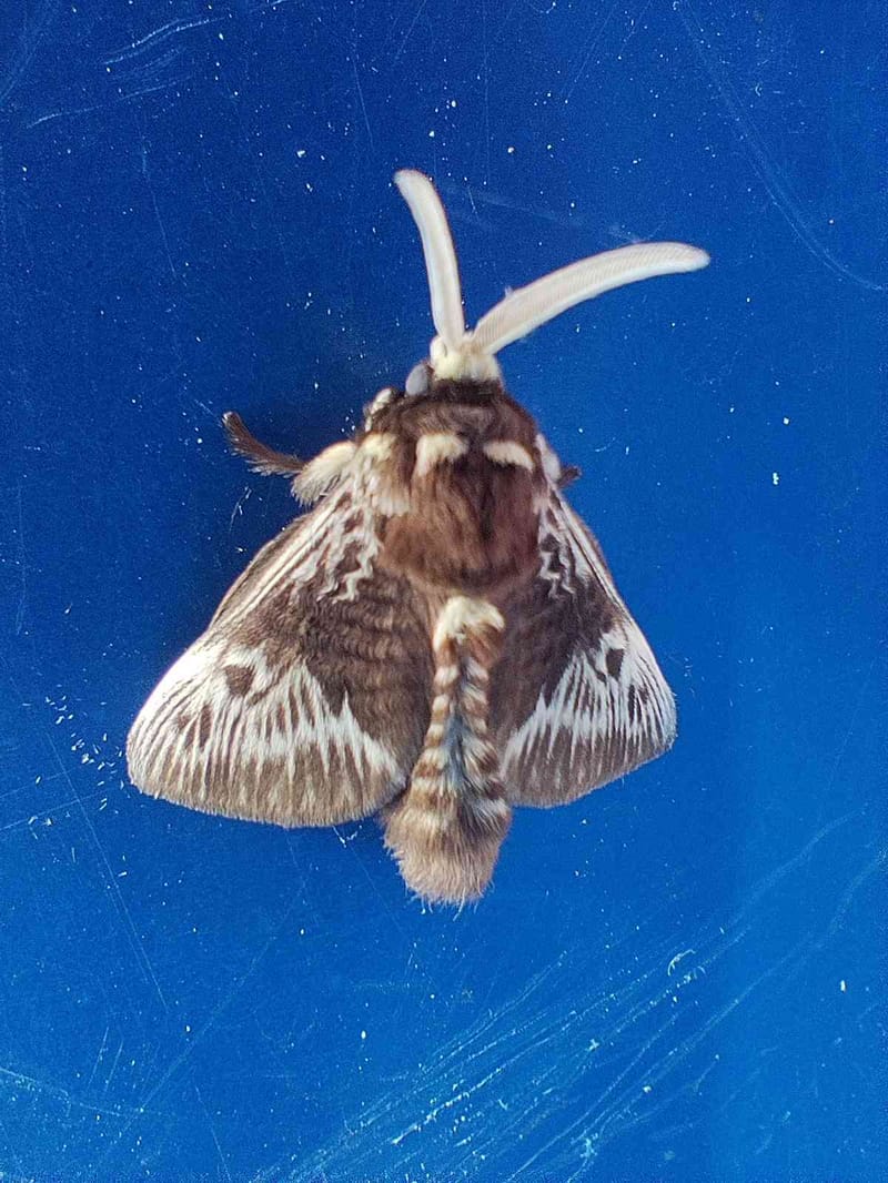 Lonomia (tipo de polilla gigante) - Lonomia 